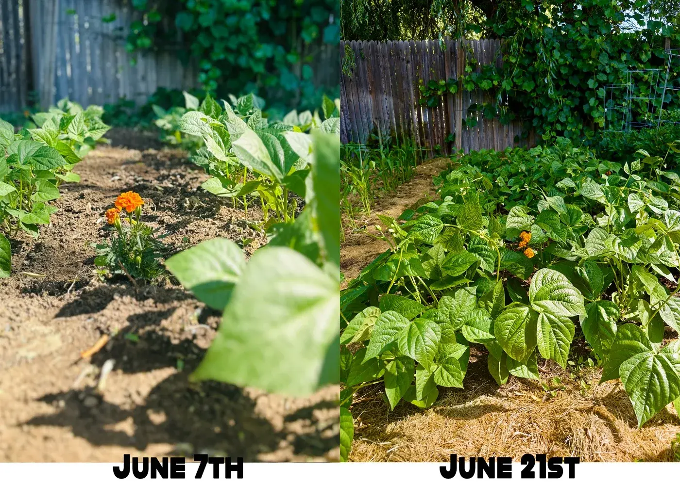 A real Idaho garden's green beans, June 7th vs June 21st using Soil Rich — dramatic two-week growth